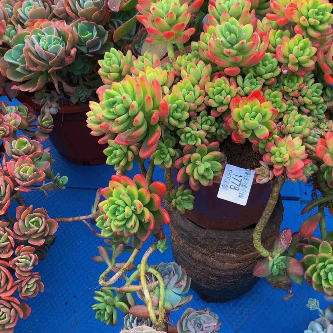 龙*1778香格里拉多肉