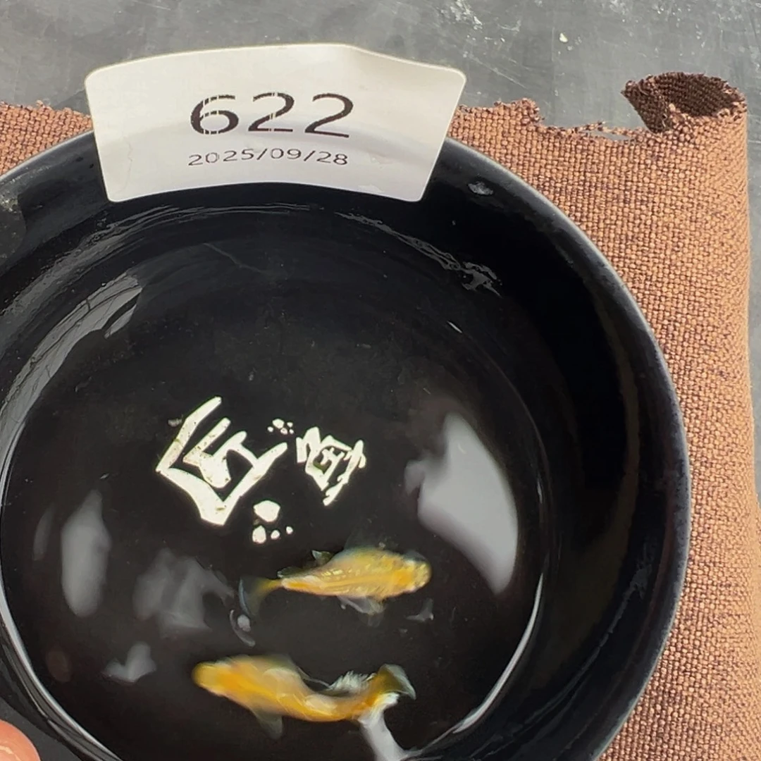 青鳉鱼622.酥油灯球短体一对