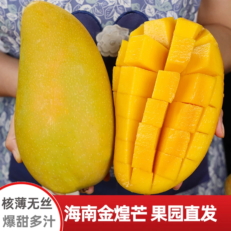 正宗海南金煌芒5斤整箱新鲜当季水果芒果水仙芒q【催熟放软食用】