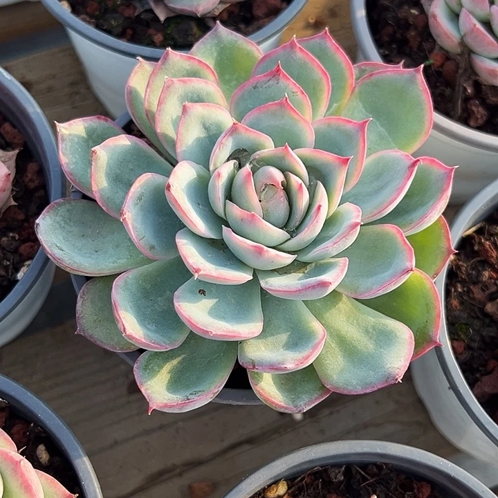 大单头   法兰西     玫瑰