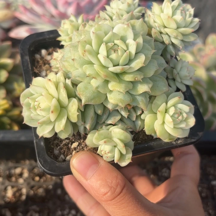 多肉之物非偏远满18包邮老船长锦