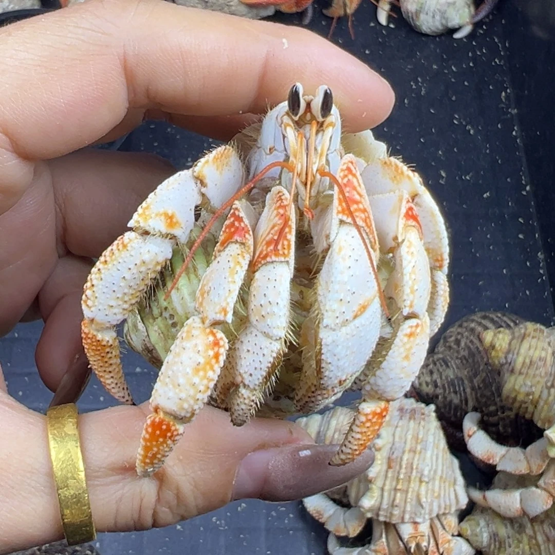 2.8全尖大胖球毛毛