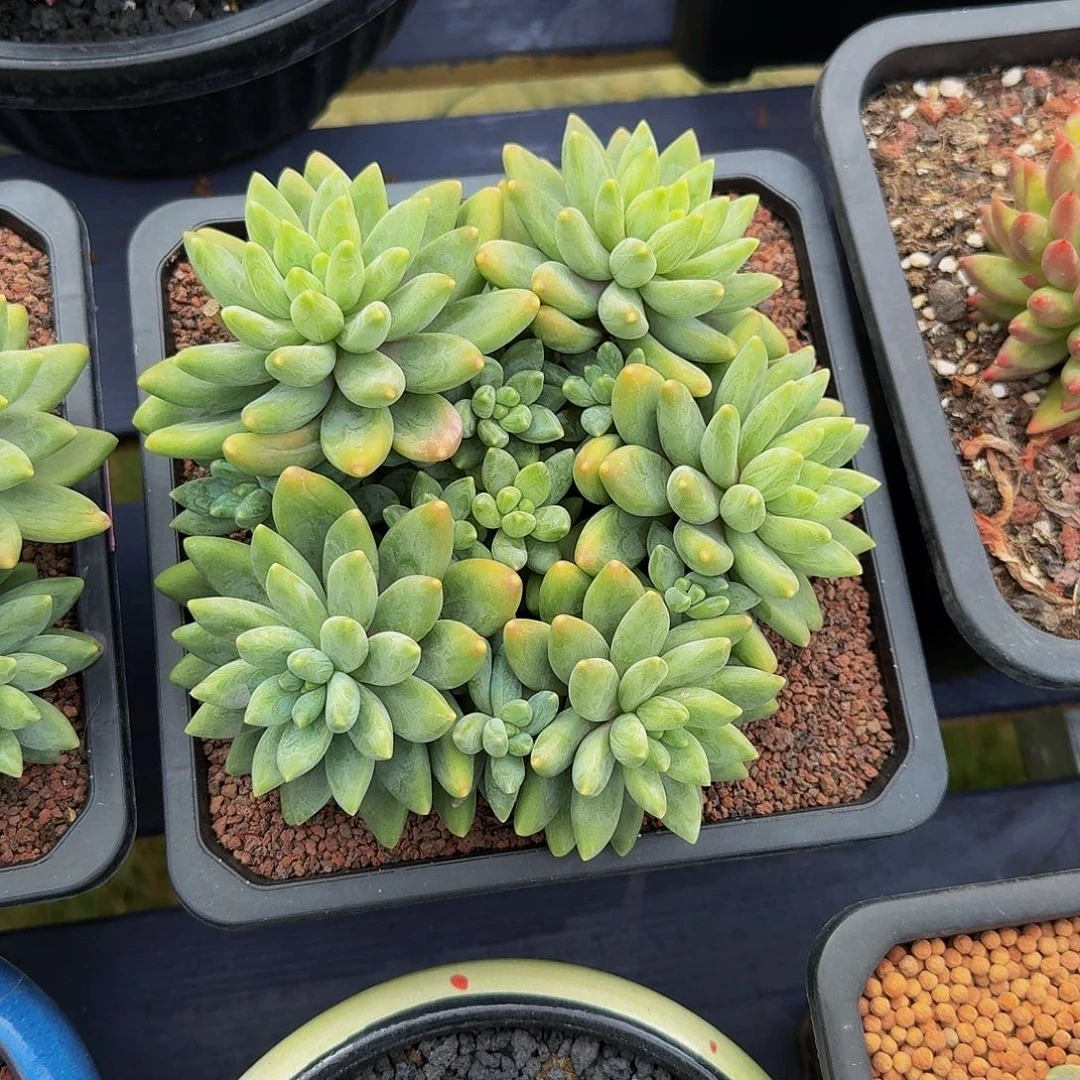 阿迪斯托竞拍价格