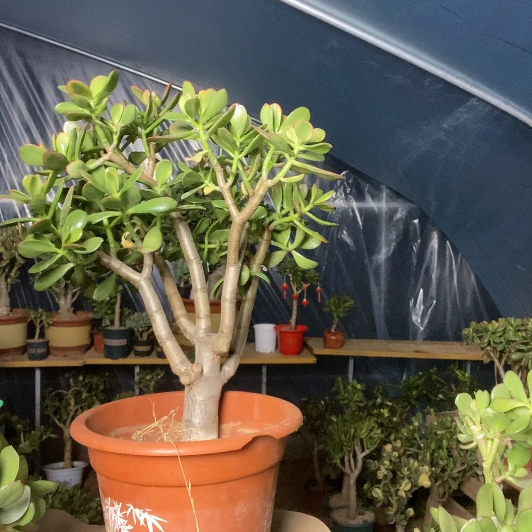 W***u完全开放黄金花月一物一拍