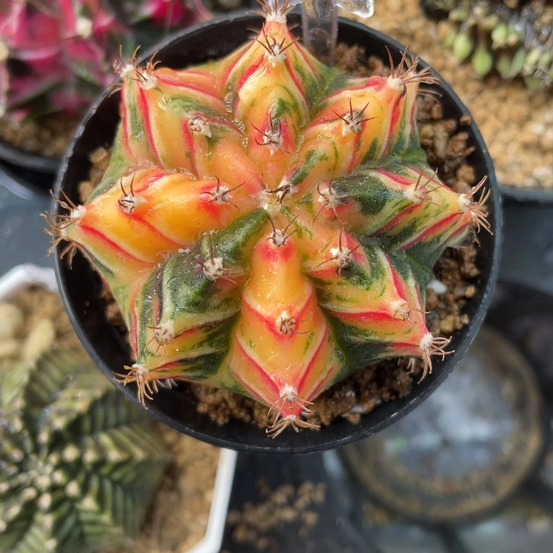 1–240米哈锦5.6厘米