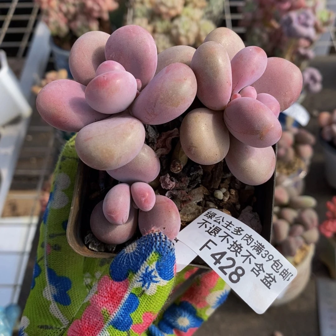 腰子桃蛋428。/7c m