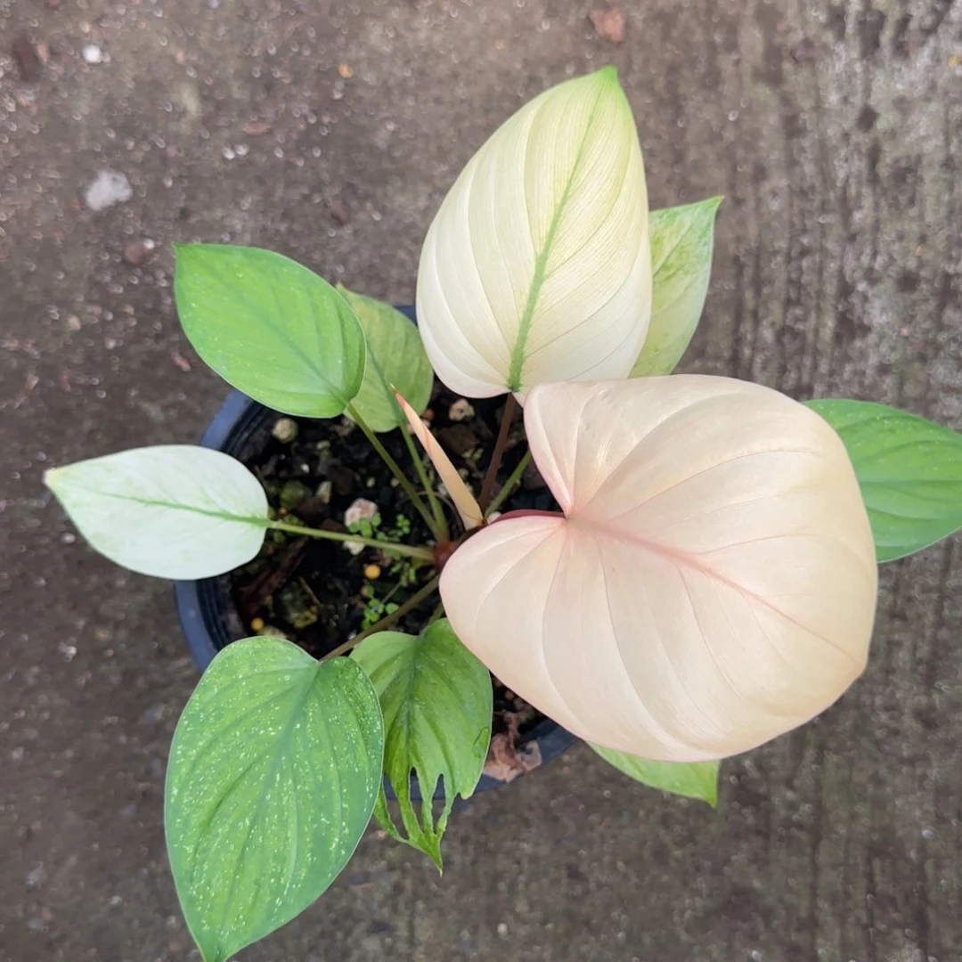 14-1219泰国发货千年健薄荷锦