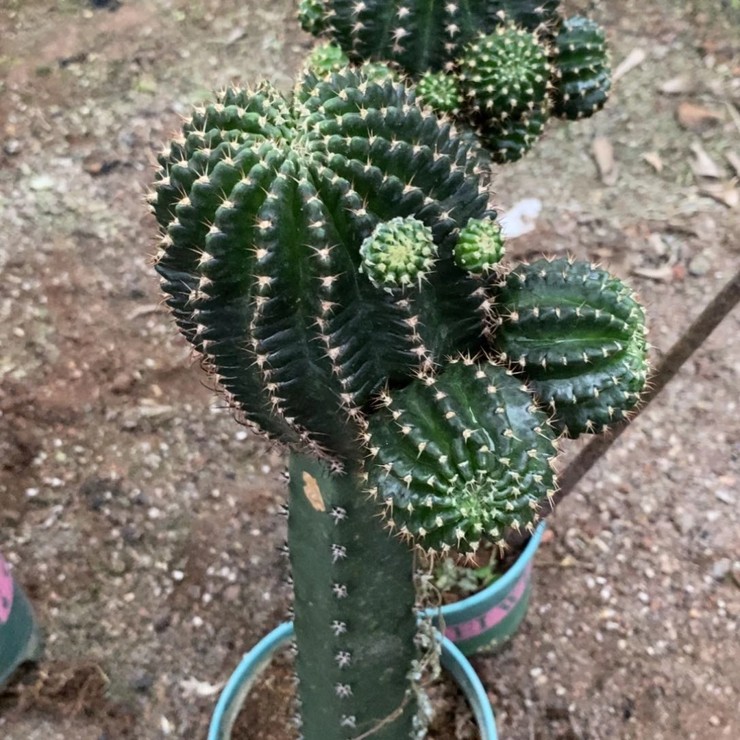 新品丽花红瞳绣谱母本一物一拍5