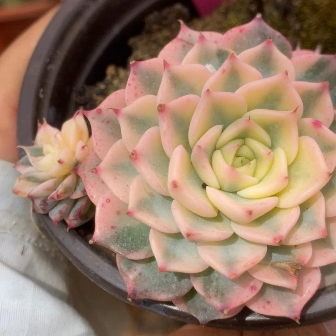 621杂锦锦锦锦锦锦锦