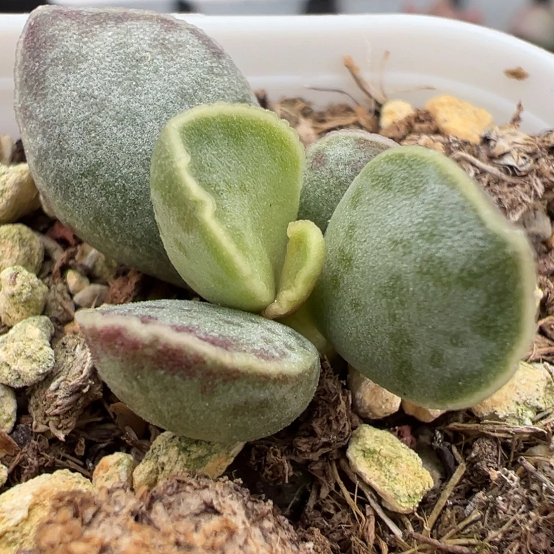 艾薇花蛋多肉植物水泡多肉植物