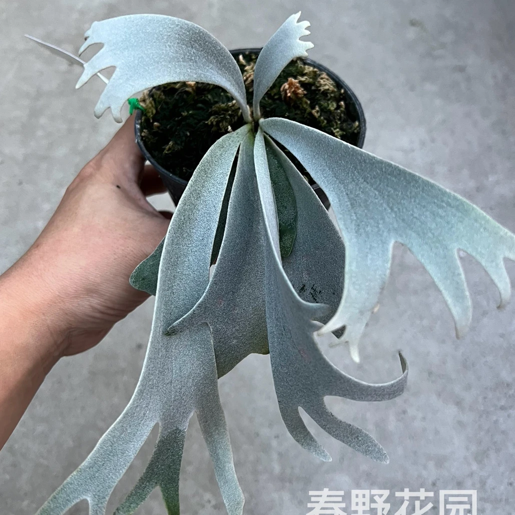 pn三混个体鹿角蕨