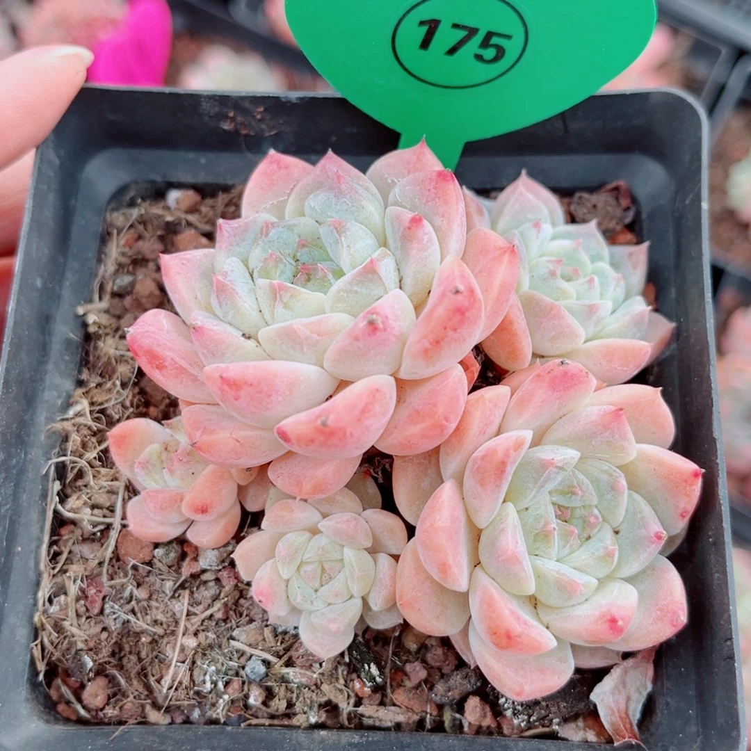 175号小老桩秘境冰魄群