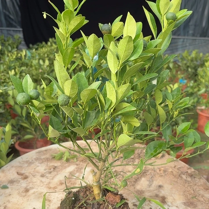 无花朵四季桔一物一拍20米