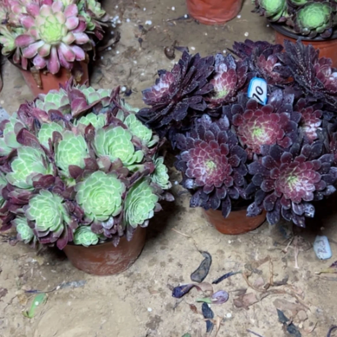 【闪购商品】多肉植物组合70