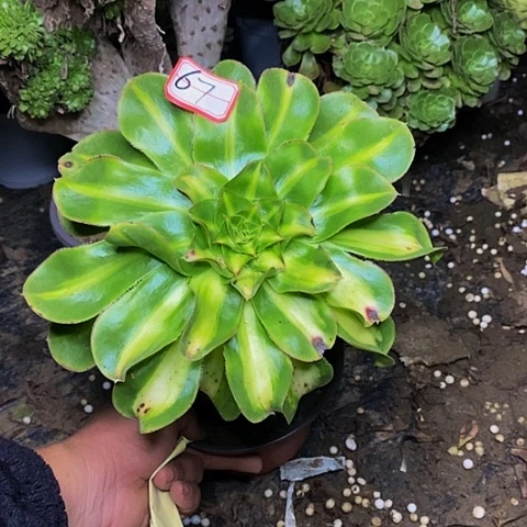 暴君老桩法师67号
