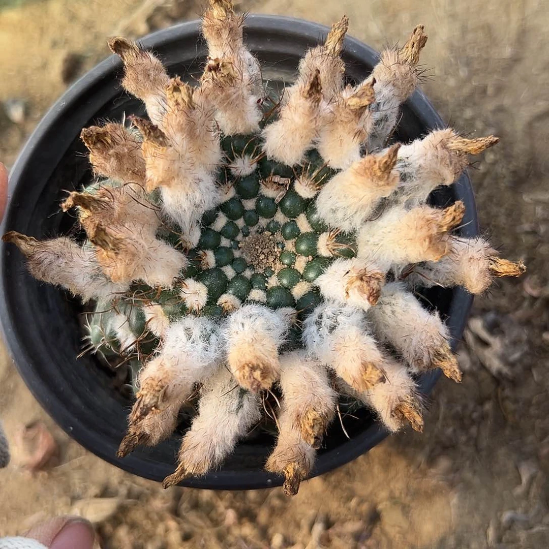 ?***?嘟嘟摸摸摸摸摸摸