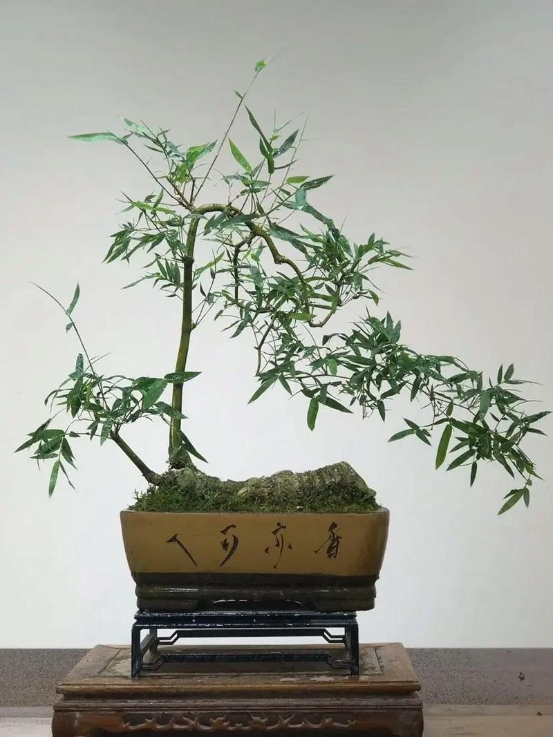 小叶簕竹生桩室内绿植盆栽净化空气四季常青