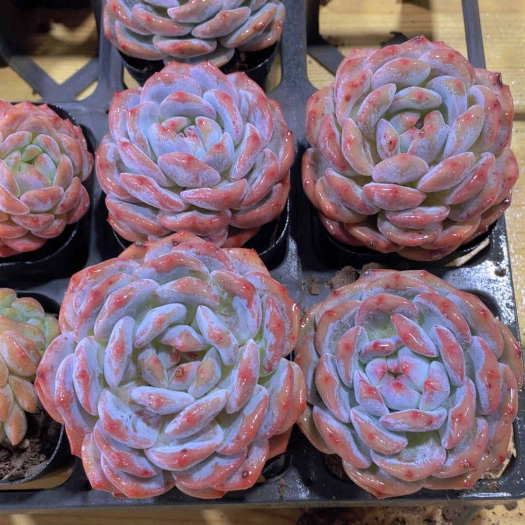 1509号 老桩石榴籽星影单头一个