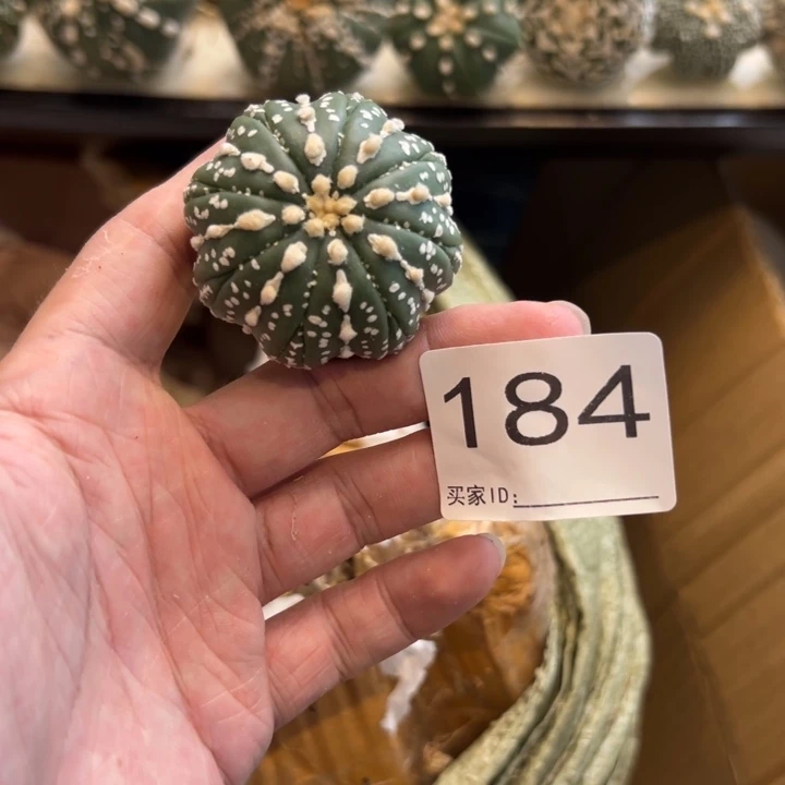 ****楠兜星球仙人球184号球