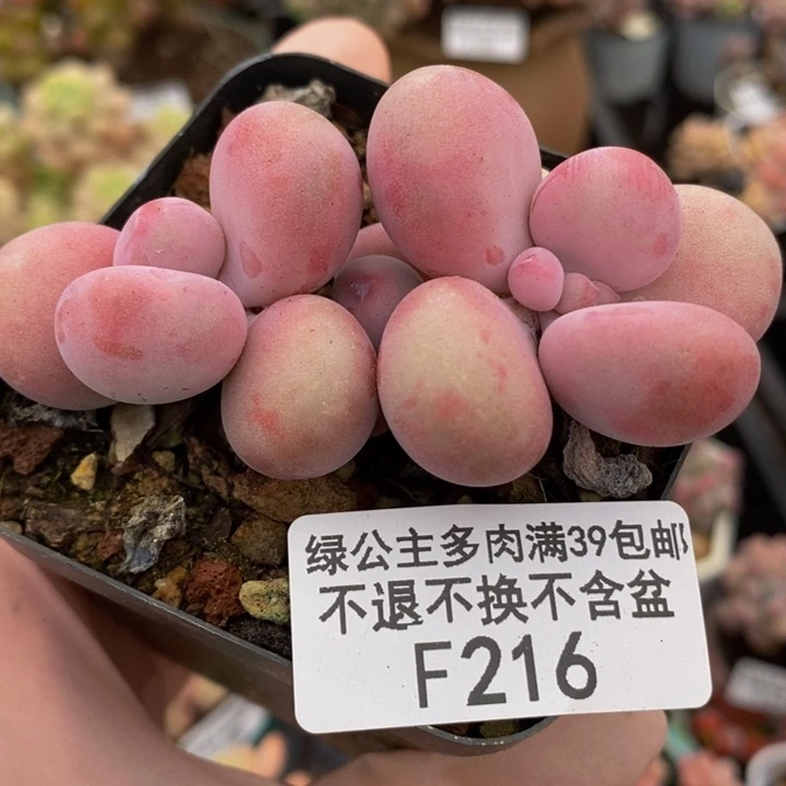 腰子桃蛋6cm216多肉植物