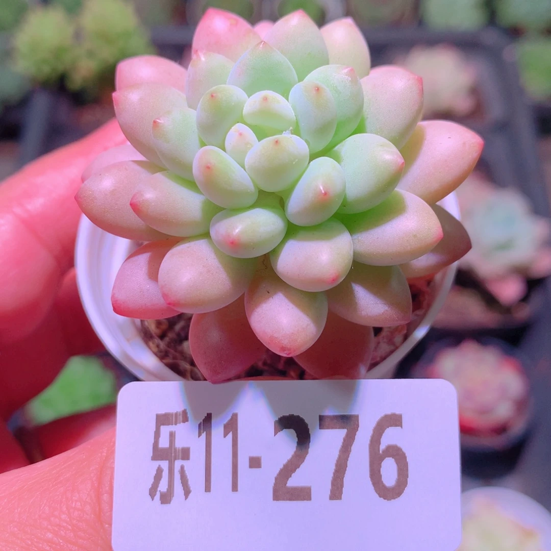 乐然11-276 洛可可