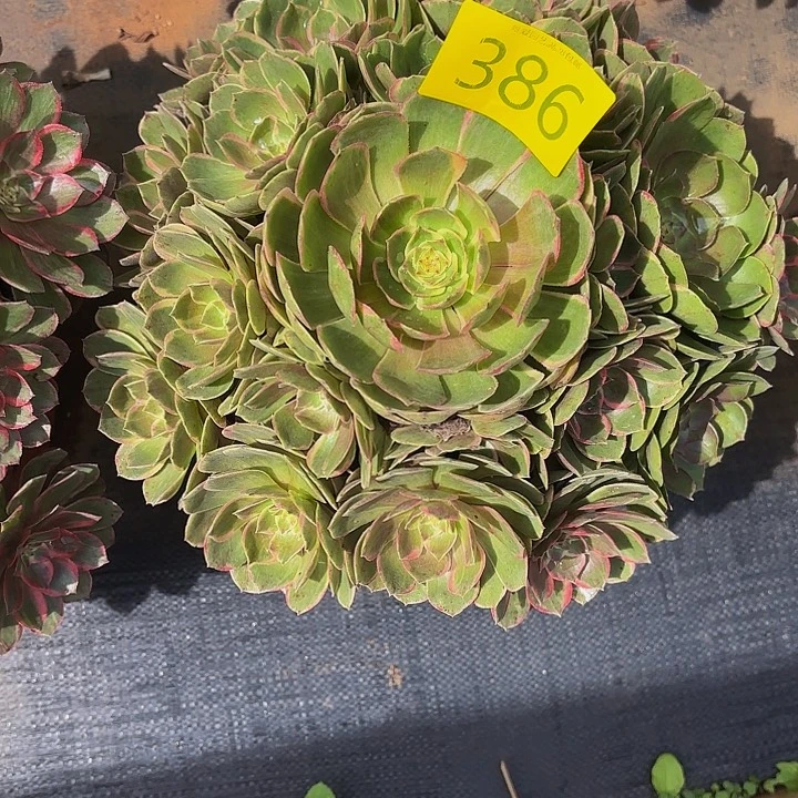 多肉植物福利来386元