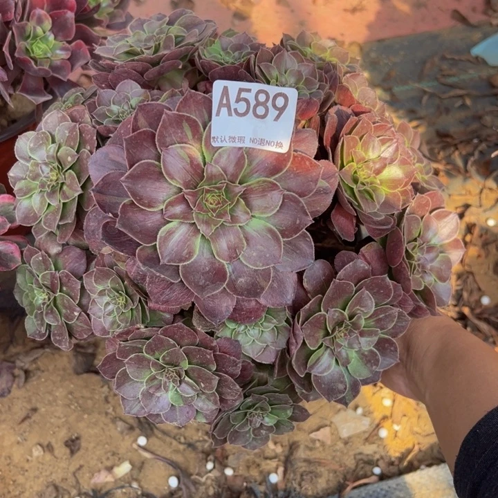 花月夜多肉植物589.