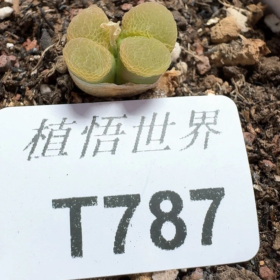 多肉植物的润泽额c f