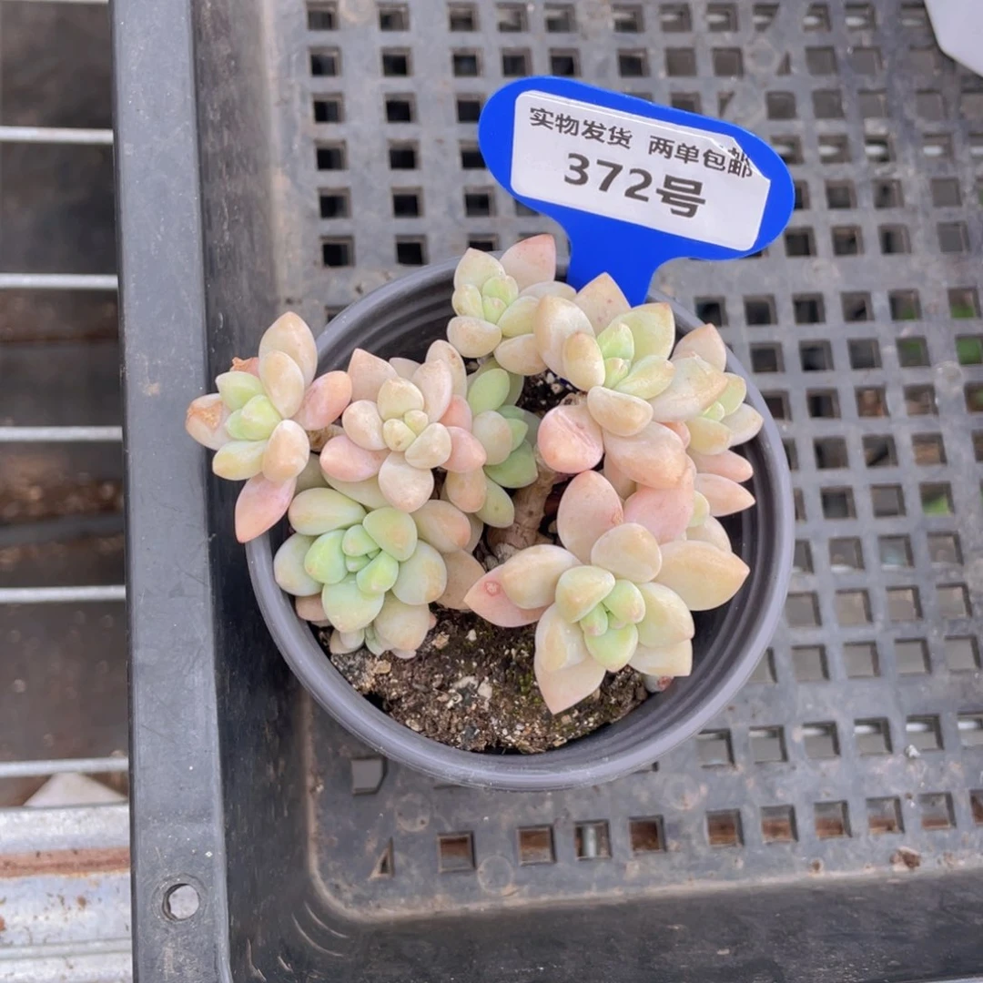 372号奶酪蛋糕群生一个