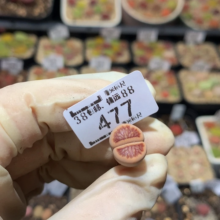 小*乖Sss精品生石花477