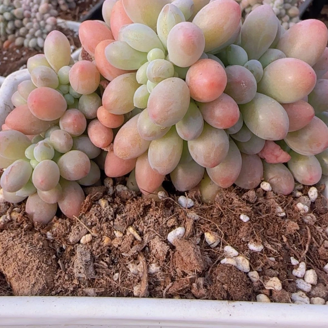 【闪购商品】汤圆缀