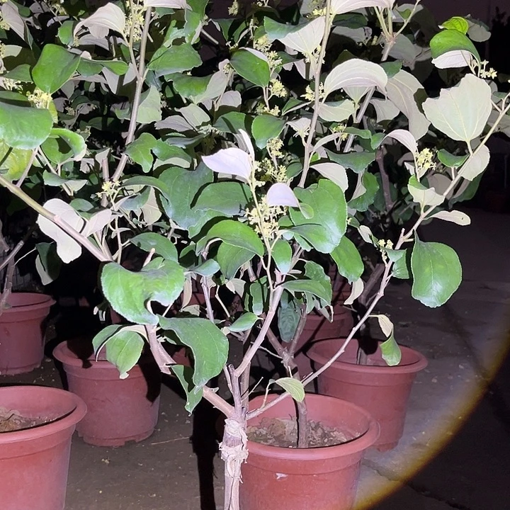 管***天无花朵1356535……53664356