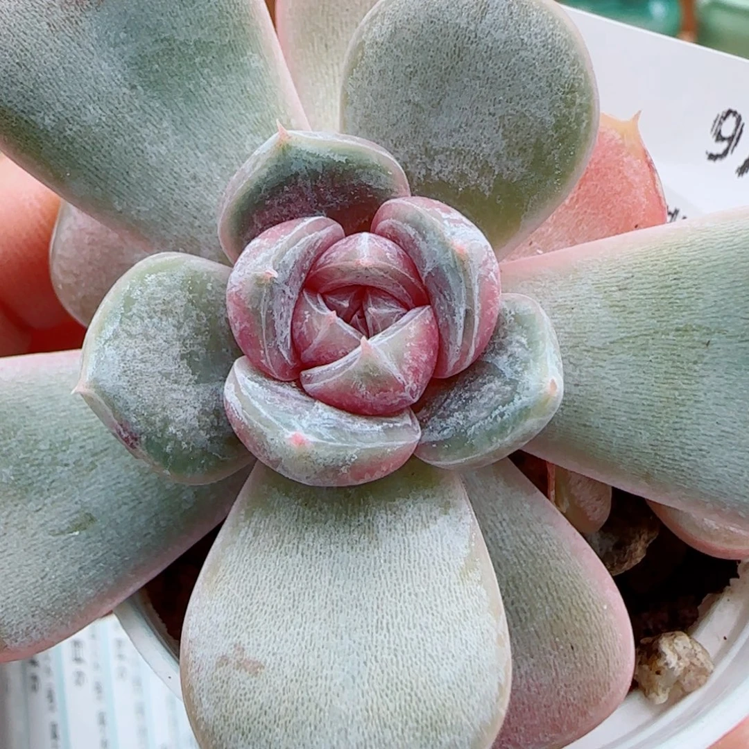 花语逸镜1007-90溏心珍妮