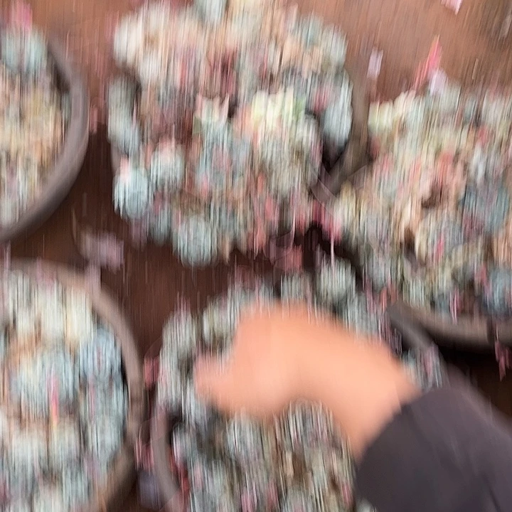 如***烟白月影5颗30多肉处理