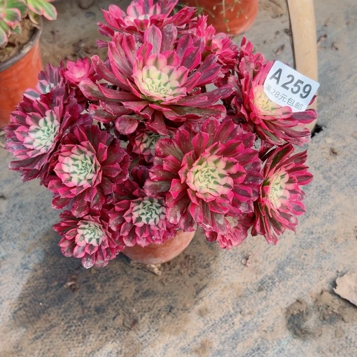 259铜壶锦多肉植物