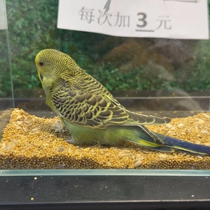 虎皮鹦鹉大头虎皮鹦鹉