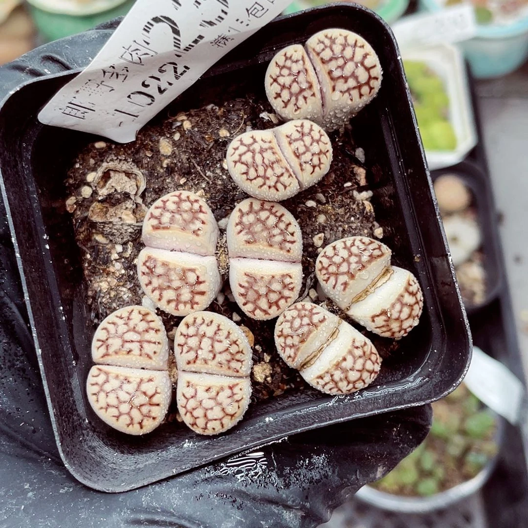 生石花满18包邮1022-239