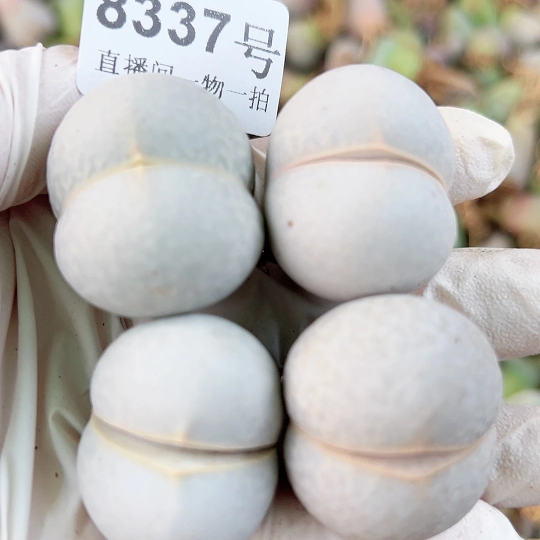 8337 好养易活生石花大母本4个3cm+