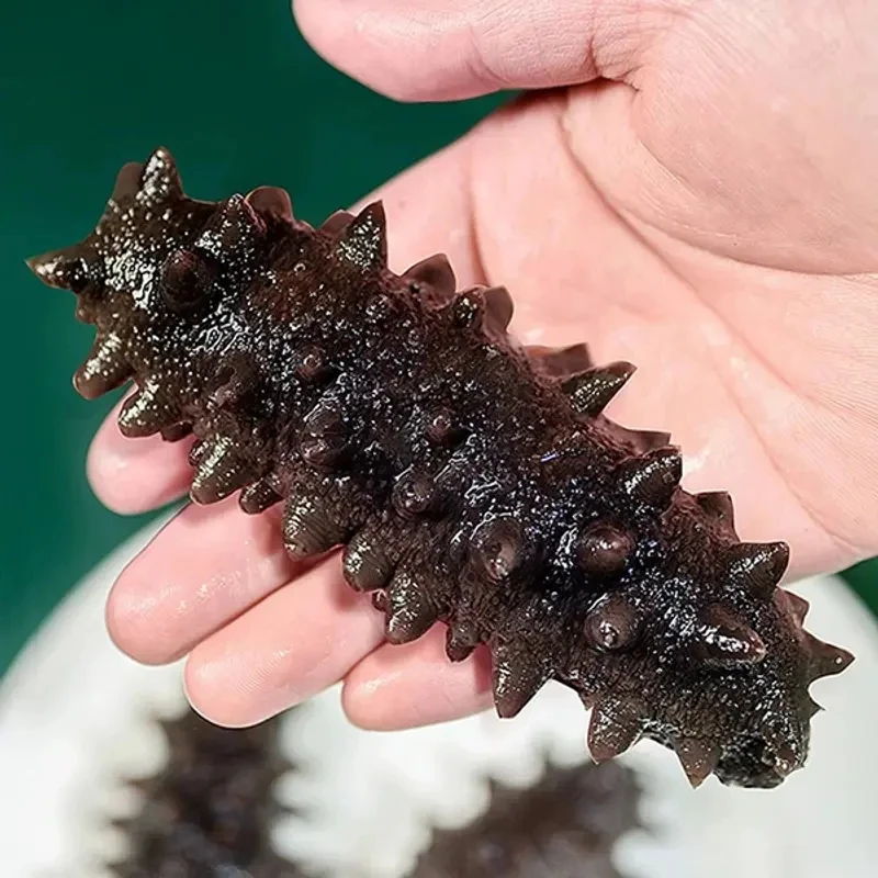 【现场称重】即食海参 7-10根/斤 鲜蒸工艺 天然海域捕捞 微瑕海参