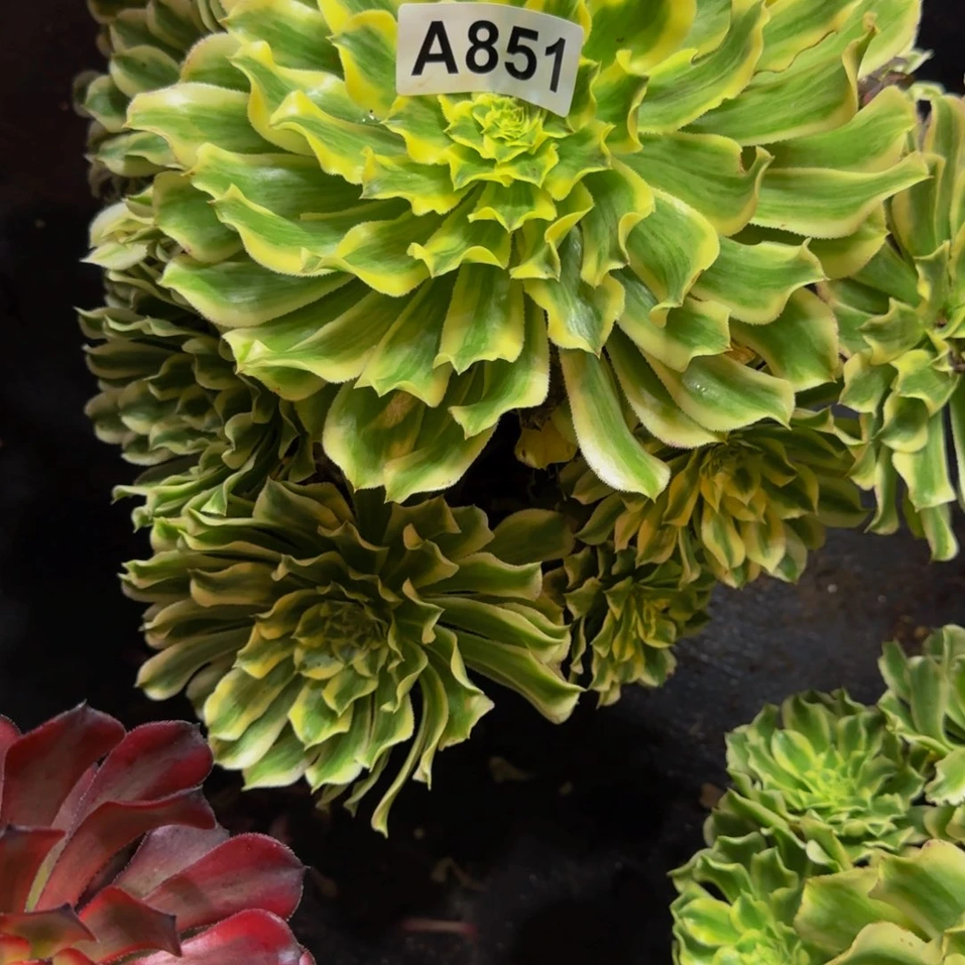 851多肉植物法师号