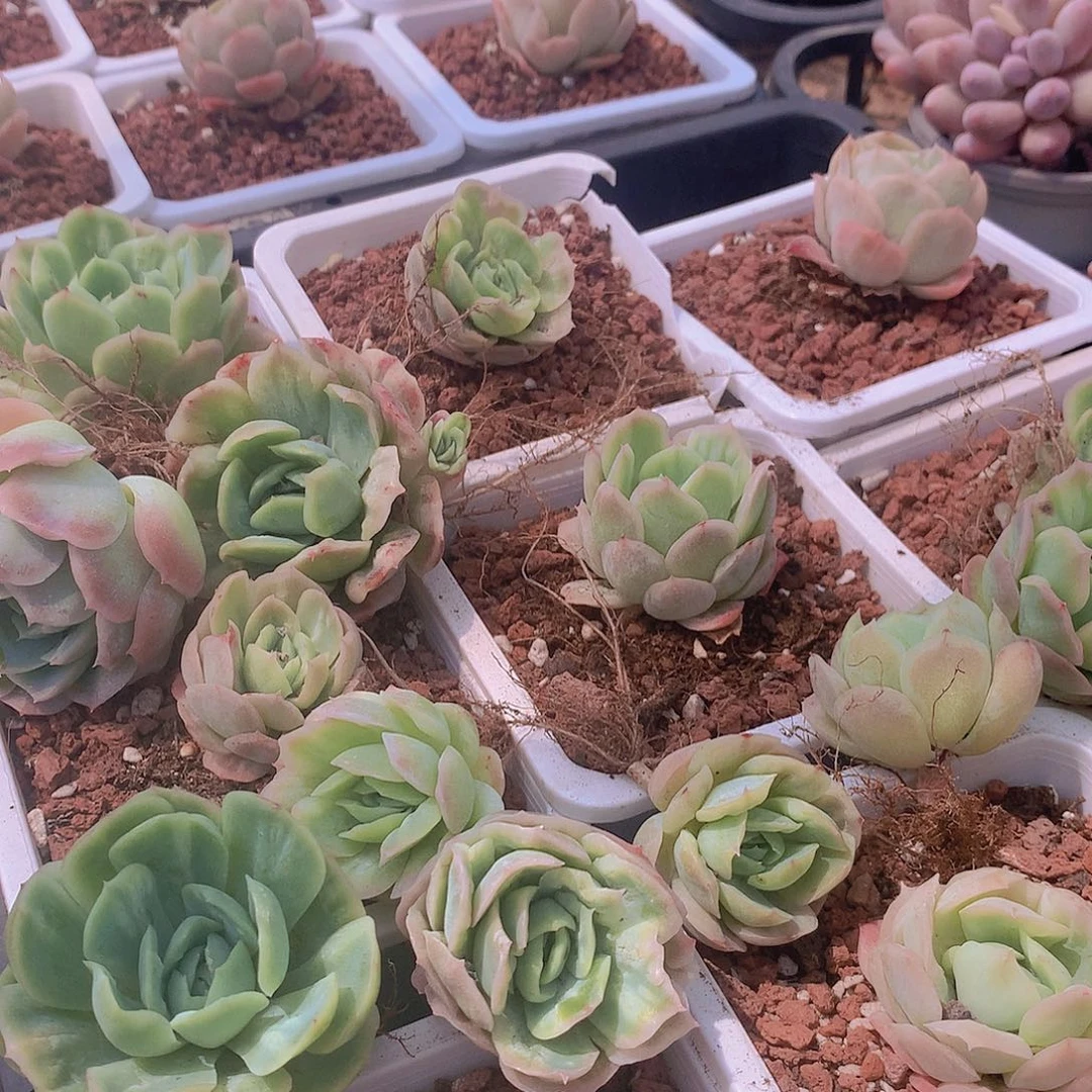 泡泡纱裙124577899000