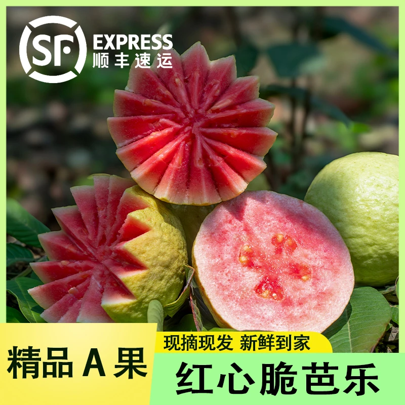 【精品A果】红心脆芭乐 红宝石番石榴 现摘现发(顺丰包邮)