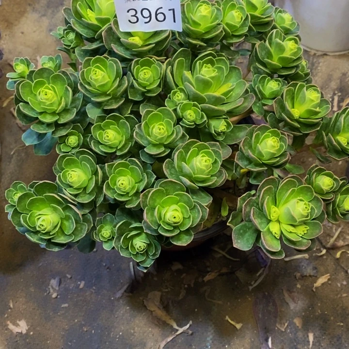 树玫瑰多肉植物3961