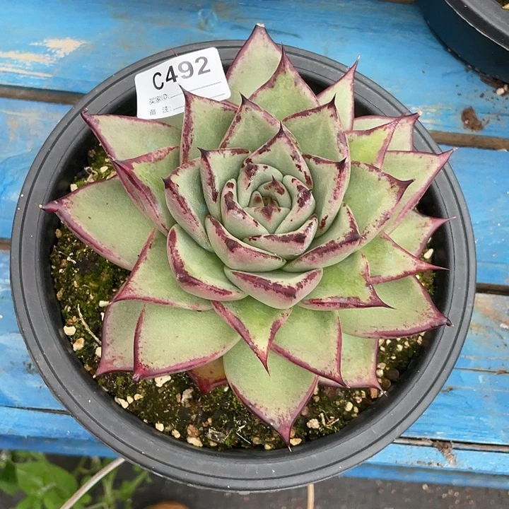 若如东云单拍C492