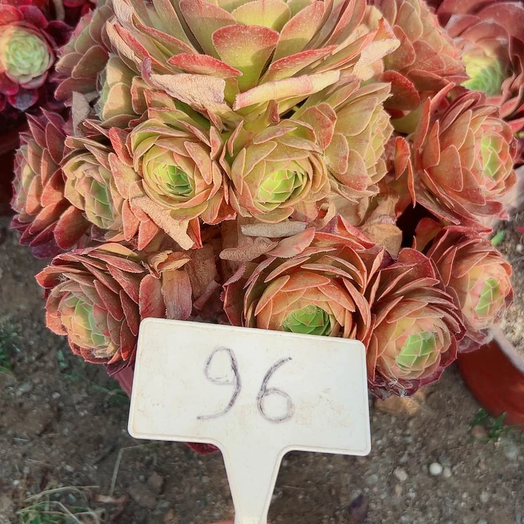 多肉植物万圣节法师