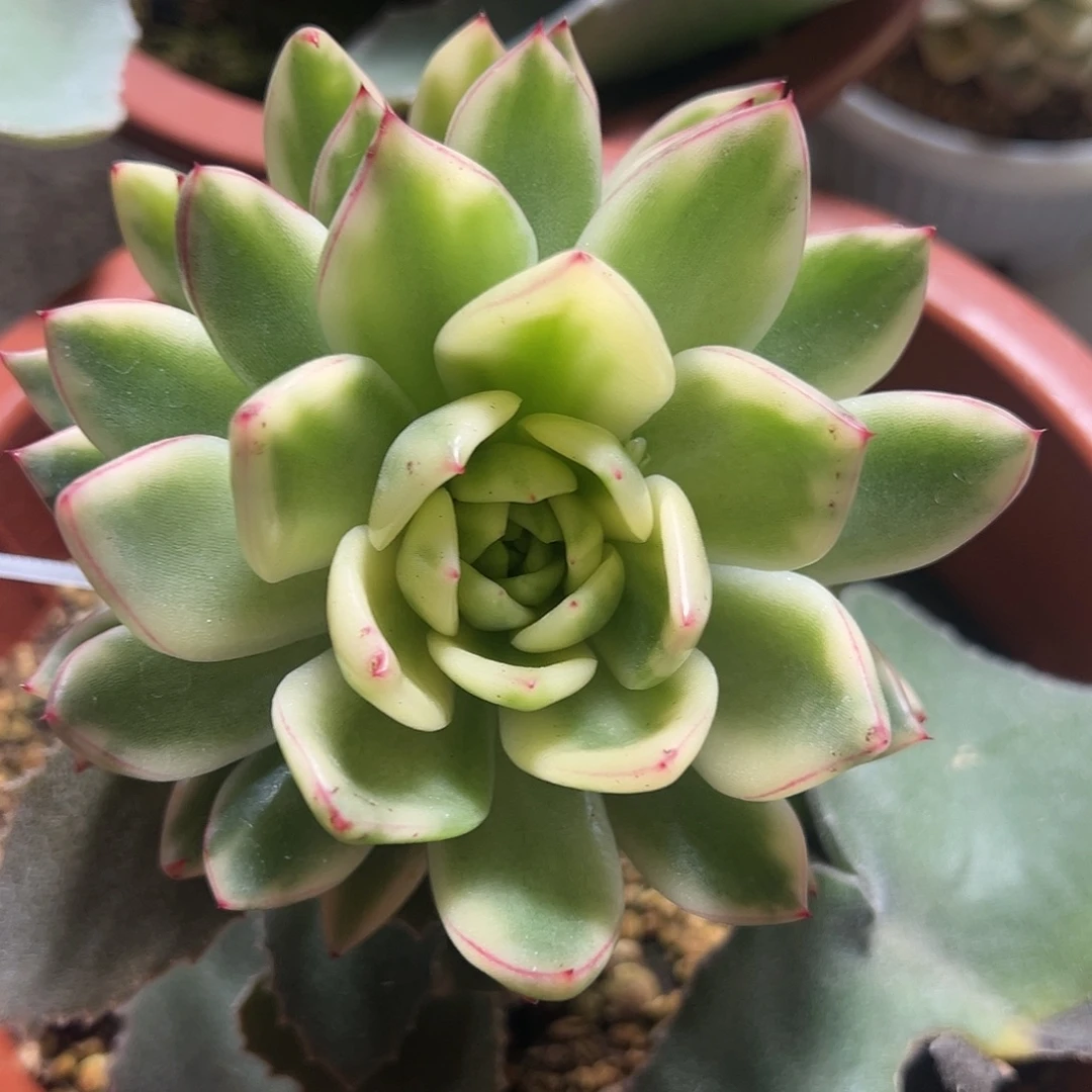 阿施娜锦嫁接多肉