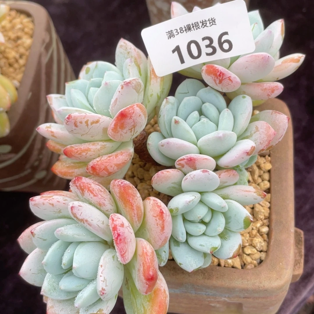 1036冷香群生多肉植物一物一拍