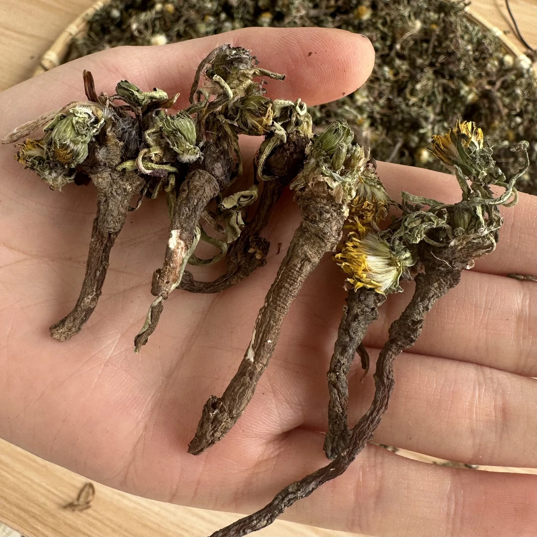 商於百草蒲公英 秦岭野外自然生长蒲公英纯蒲公英干品 带根整颗