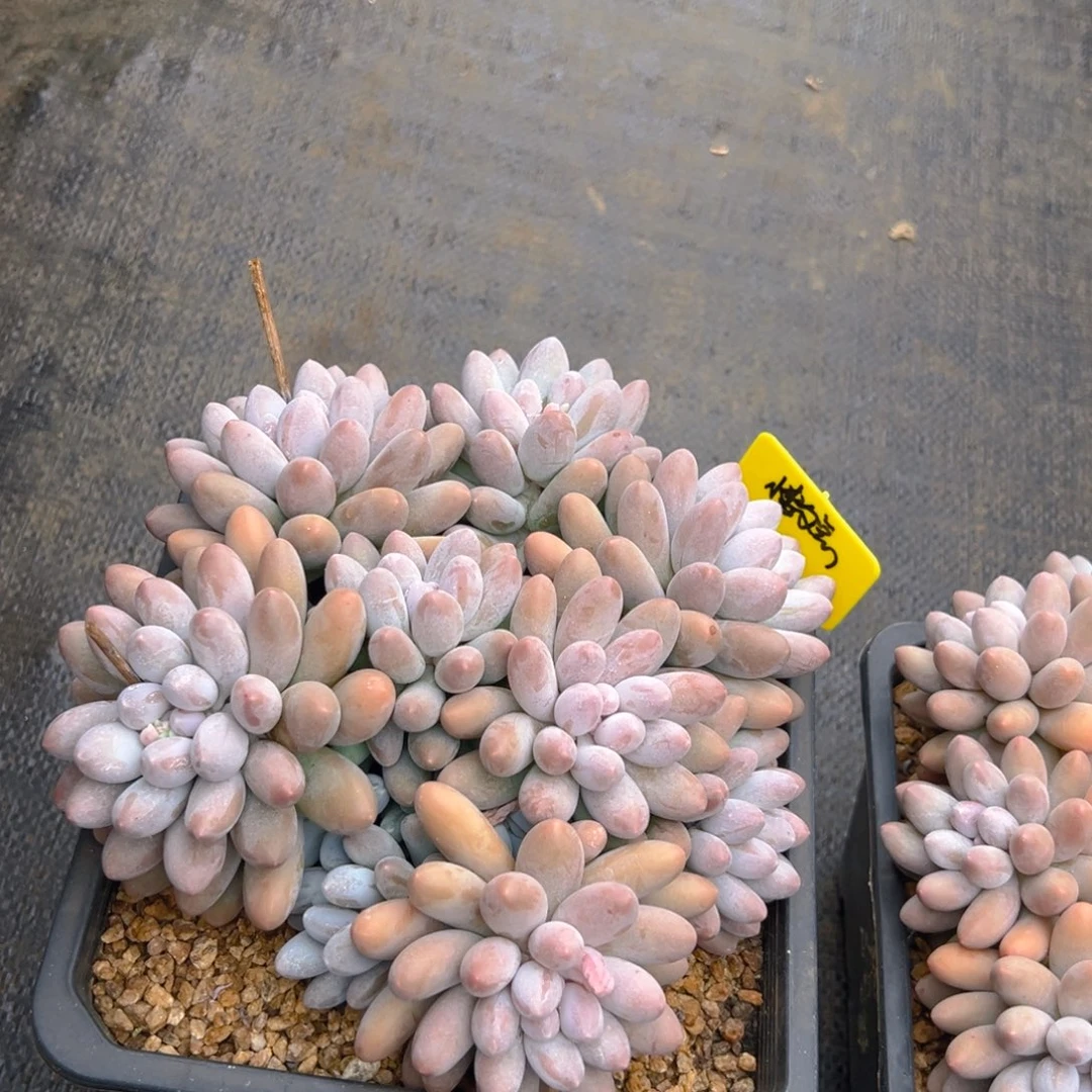 113111111111111111111