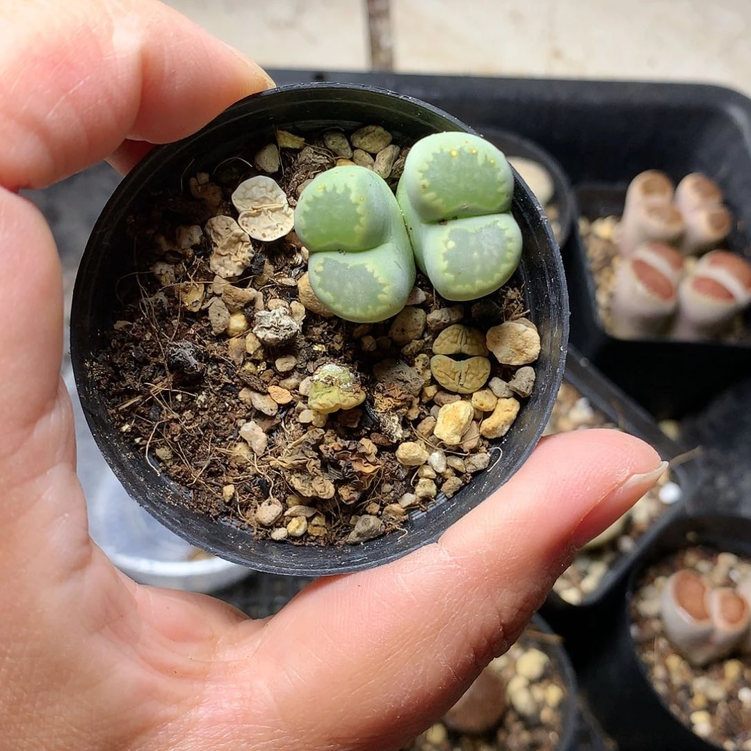 A182多肉植物保护